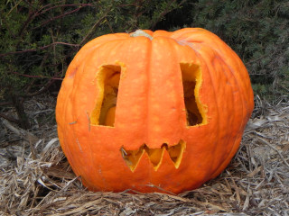 Rect, Nipomo Pumpkin Patch best carving idea